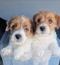 Jack Russell Terrier pedigree ENCI - broken/ruvidi