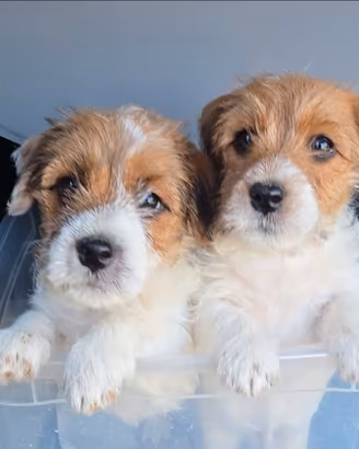 Jack Russell Terrier pedigree ENCI - broken/ruvidi