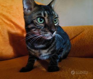Bengala maschio Black Spotted Pedigree