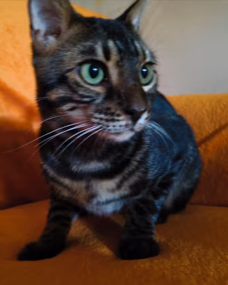 Bengala maschio Black Spotted Pedigree