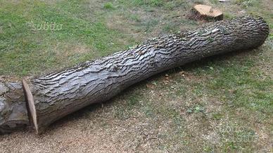 Tronchi di noce nostrano stagionato