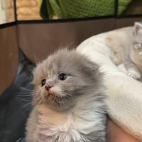 Scottish fold e straight