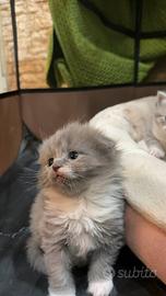 Scottish fold e straight