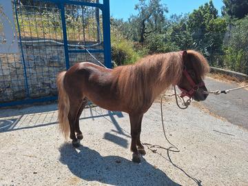 Pony