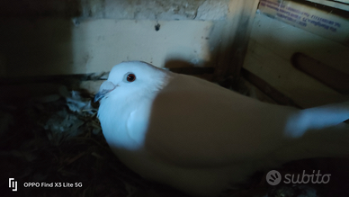 Colombi viaggiatori per matrimoni