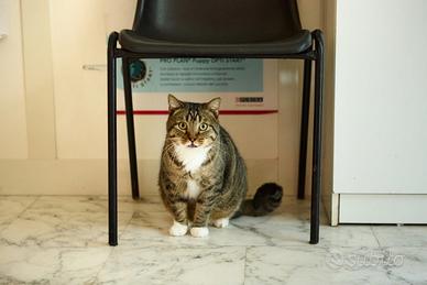 Calzino gatto 3 anni ben socializzato