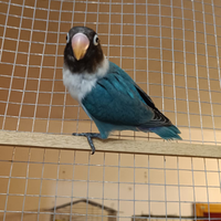 Personata blu cobalto