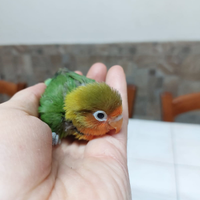 Inseparabili fiscer allevati a mano