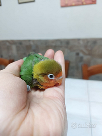 Inseparabili fiscer allevati a mano