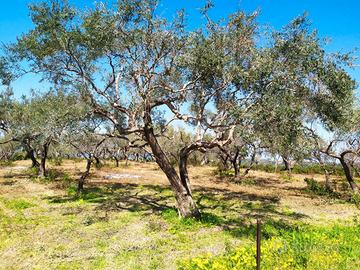 Uliveto panoramico carrabile edificabile