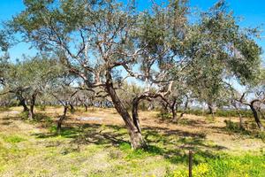 Uliveto panoramico carrabile edificabile