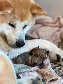 Cuccioli Akita Inu