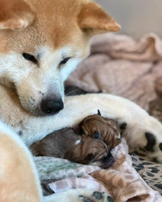 Cuccioli Akita Inu