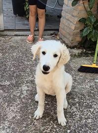 Lana e Leda in strada aspettano aiuto