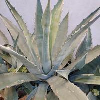 piante 