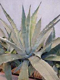 piante 