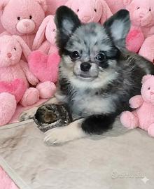 Pomerania spitz nano Toy coreano femminuccia merle