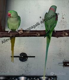 Coppie Parrocchetti Grande Alessandrino