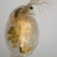 Inoculo Daphnia - Starter dafnie (Vivo Acquario)