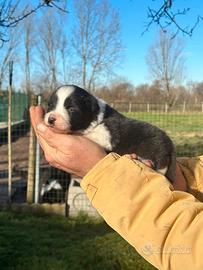 Cuccioli di border collie