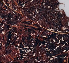 Isopodi collemboli tropicali