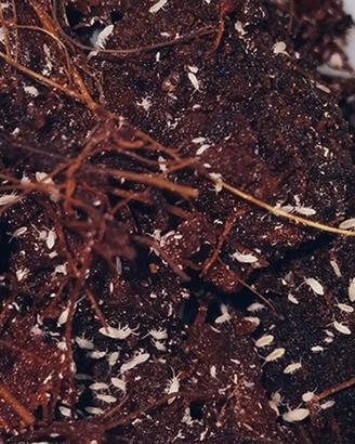 Isopodi collemboli tropicali