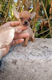 Cuccioli di chihuahua toy