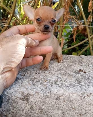 Cuccioli di chihuahua toy