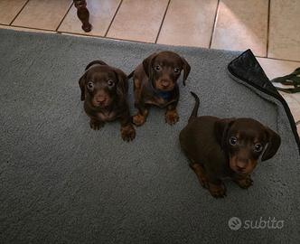 Splendidi cuccioli di bassotto nano cioccolato