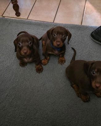 Splendidi cuccioli di bassotto nano cioccolato
