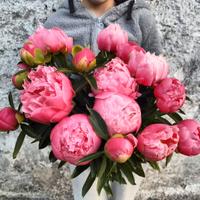 Peonia Coral Sharm, Pink Hawaian coral, 2-4 occhi