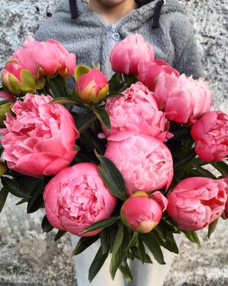 Peonia Coral Sharm, Pink Hawaian coral, 2-4 occhi