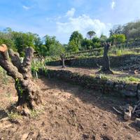 Alberi di Ulivo