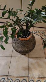 Vaso Artistico in Terracotta con Grande Pianta di