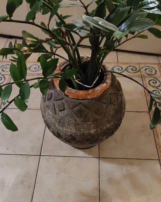 Vaso Artistico in Terracotta con Grande Pianta di