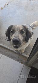 Dono cane, taglia media, vaccinato. Meticcio