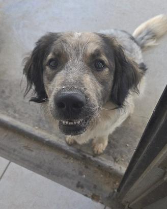 Dono cane, taglia media, vaccinato. Meticcio