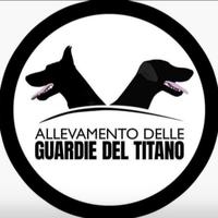 Dobermann Giovani