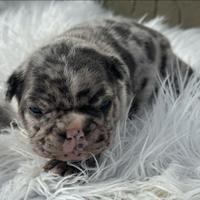 Bulldog francesi blu merle