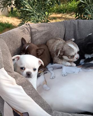 Chihuahua