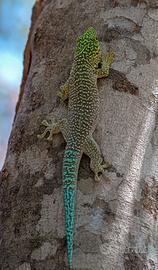 Phelsuma Standingi