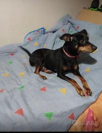 Pinscher