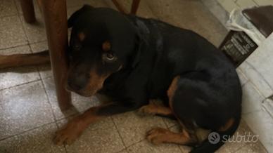 Rottweiler maschio