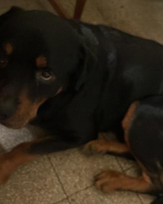 Rottweiler maschio