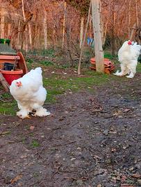 Coppia brahma bianco