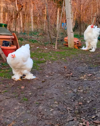 Coppia brahma bianco