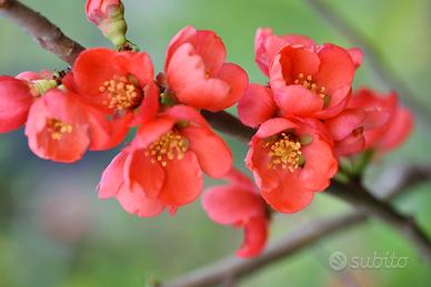 Pianta Chaenomeles japonica rosa h 15 20cm
