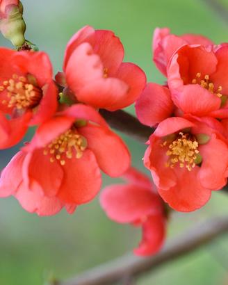 Pianta Chaenomeles japonica rosa h 15 20cm