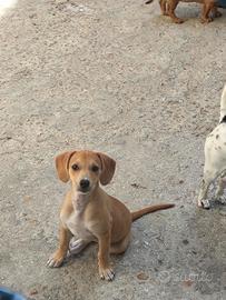 Cucciola piccola taglia