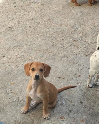 Cucciola piccola taglia